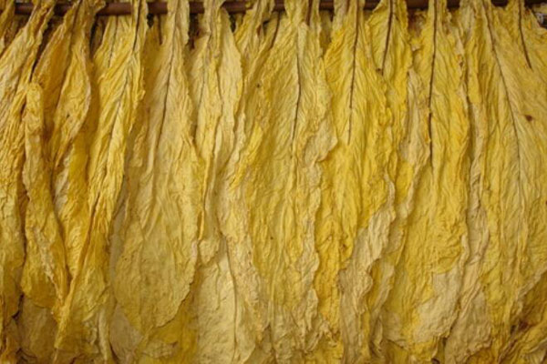 烤煙煙葉顏色怎么檢測(cè)？可以使用NH310色差儀嗎？