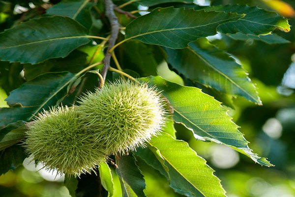 色差儀在板栗葉片顏色測(cè)量中的應(yīng)用